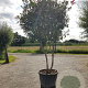 Photinia fraseri 'Red Robin' 200-250 cm container 80 stam