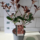 Photinia fraseri 'Red Robin' GM C3