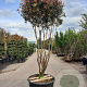 Photinia fraseri 'Robusta Compacta' 200-250 cm container 80 stam