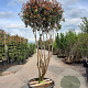 Photinia fraseri 'Robusta Compacta' 200-250 cm container 80 stam