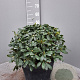 Pittosporum tob. 'Nanum' GM C6L