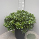 Pittosporum tob. 'Nanum' GM 25L