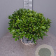 Pittosporum tob. 'Nanum' GM 25L