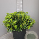 Pittosporum tob. 'Nanum' GM 25L