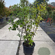 Quercus ilex 100-125 cm 25L