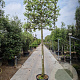Quercus ilex 200 cm stam container 8-10 lei 150x120