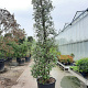 Quercus ilex 300-350 cm container meerstammig