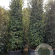 Quercus ilex 350-400 cm container