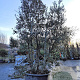 Quercus ilex 350-400 cm container meerstammig