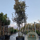 Quercus ilex 350-400 cm cont. 230L paraplu