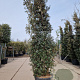 Quercus ilex 350-400 cm cont. 230L meerstammig
