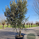Quercus ilex 400-450 cm container meerstammig