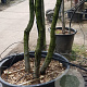 Quercus ilex 400-450 cm container struik