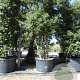 Quercus ilex 550-600 cm container meerstammig