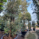 Quercus ilex 550-600 cm container meerstammig