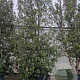Quercus ilex 600-700 cm container