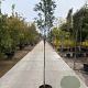 Quercus ilex 150 cm stam container 8-10 leiboom