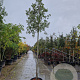 Quercus ilex 180 cm stam container 14-16