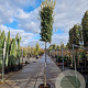 Quercus ilex 180 cm stam container 14-16