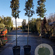 Quercus ilex 200 cm stam container 12-14
