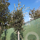 Quercus ilex 200 cm stam container 14-16 hoge lei