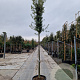 Quercus ilex 200 cm stam container 14-16 hoge lei