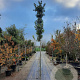 Quercus ilex 10-12 HO container