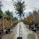 Quercus ilex 12-14 HO 35L