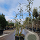 Quercus suber 150-175 cm 45L meerstammig solitair