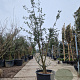 Quercus suber 200-250 cm cont. 110L MPS