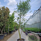 Quercus suber 250-300 cm container meerstammig