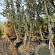Quercus suber 350-400 cm cont. 230L meerstammig