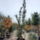 Quercus suber 350-400 cm cont. 230L meerstammig