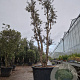 Quercus suber 350-400 cm cont. 500L meerstammig