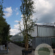 Quercus suber 550-600 cm container meerstammig
