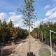 Quercus suber 180 cm stam container 14-16