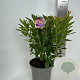 Rhododendron (AK) 'Berryrose' 30-40 cm 5,0L