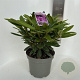 Rhododendron (Y) 'Bohlken's L.berg' 30-40 cm 5,0L