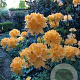 Rhododendron (AM) 'Dir. Moerlands' 40-50 cm 5,0L met knop