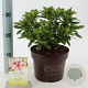 Rhododendron Encore Sunburst 25-30 cm 3,0L