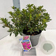 Rhododendron (AJ) Geisha Purple 20-25 cm 3,0L