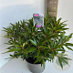 Rhododendron (AP) 'Graziella' 30-40 cm 5,0L