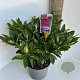 Rhododendron 'Marie Forte' 30-40 cm 5,0L