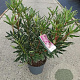 Rhododendron pont. 'Variegatum' 40-45 cm 5,0L