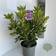 Rhododendron 'Roseum Elegans' 40-50 cm 5,0L