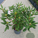 Rhododendron 'Roseum Elegans' 60-70 cm 5,0L