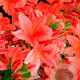 Rhododendron (AM) 'Von Gneist' 30-40 cm 5,0L met knop
