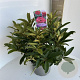 Rhododendron 'Wilgen's Ruby' 40-50 cm 5,0L