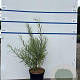 Salix rosmarinifolia 60-80 cm 7,5L