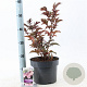 Sambucus nigra Black Tower 30-40 cm 5,0L